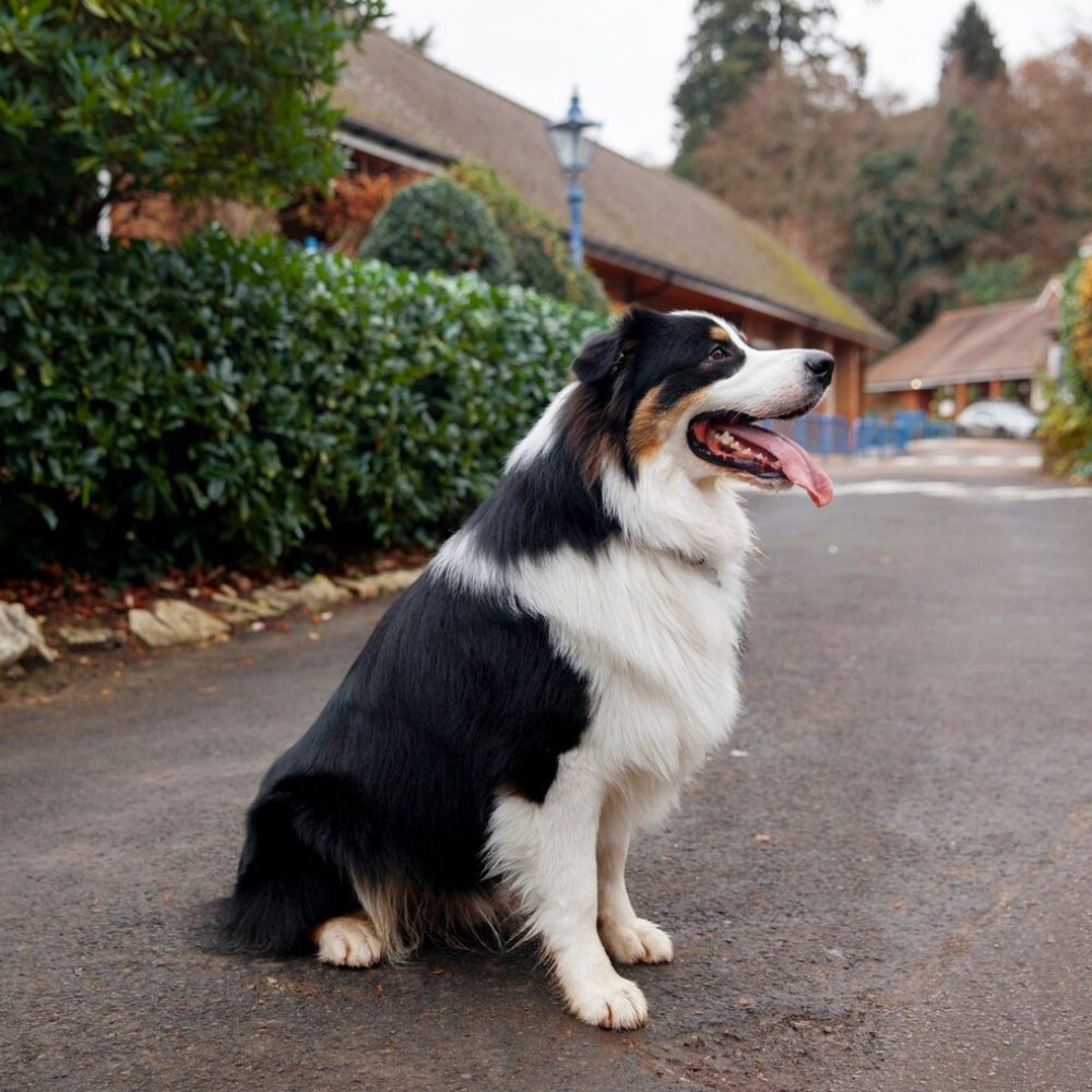 beautiful-border-collie-dog-havin-fun-outsde_23-2149304028