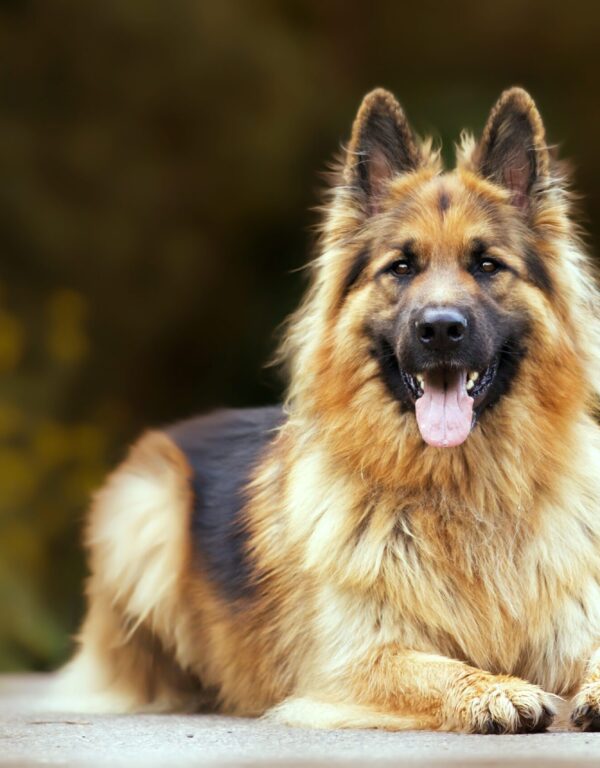 A selective focus shot of an adorable german shepherd outdoors during daylight